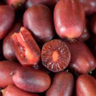 Саджанець Актинідія аргута Скарлет Септембер в контейнері